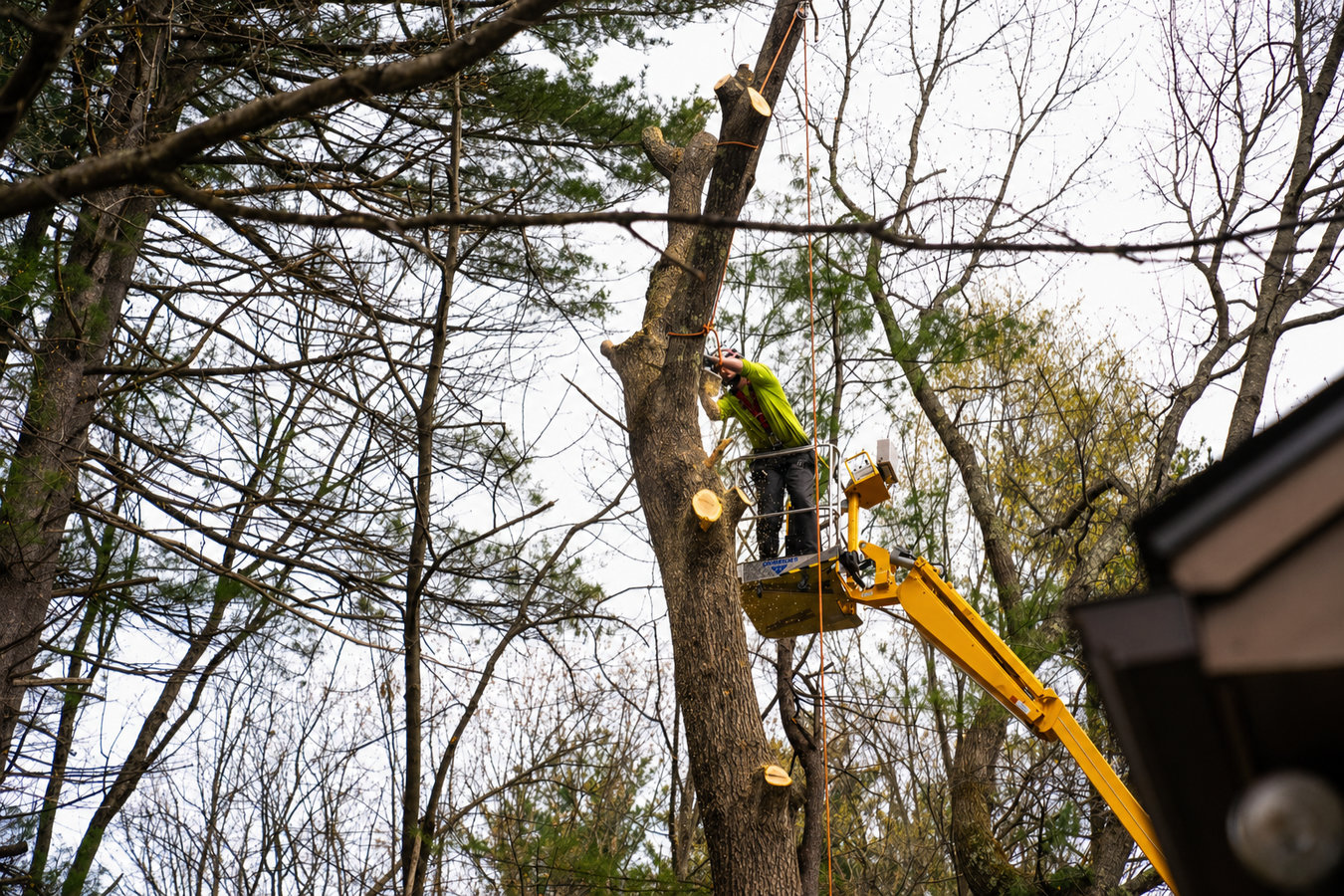 Tree removal in South El Monte, CA